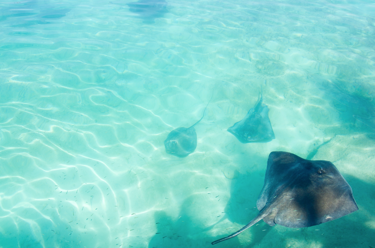 Stingray Encounter Blue Lagoon