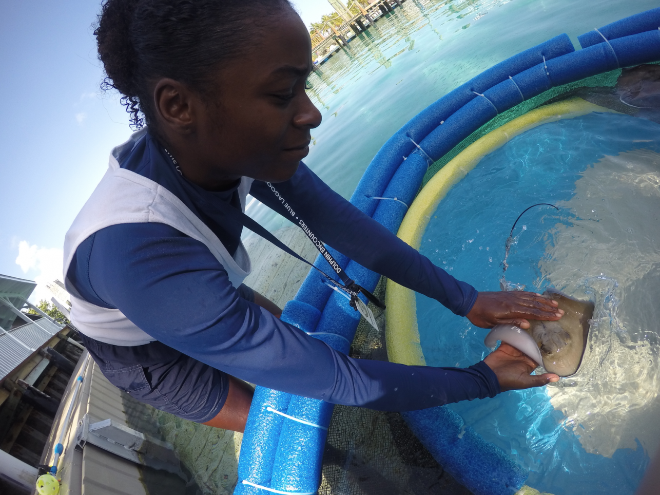 StingrayTrainerfortheday