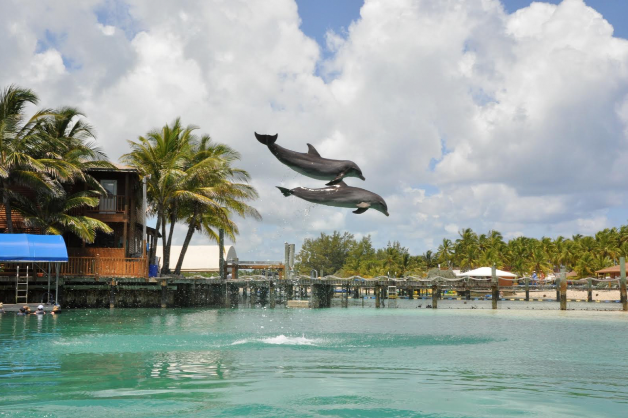 dolphinencountersbahamas