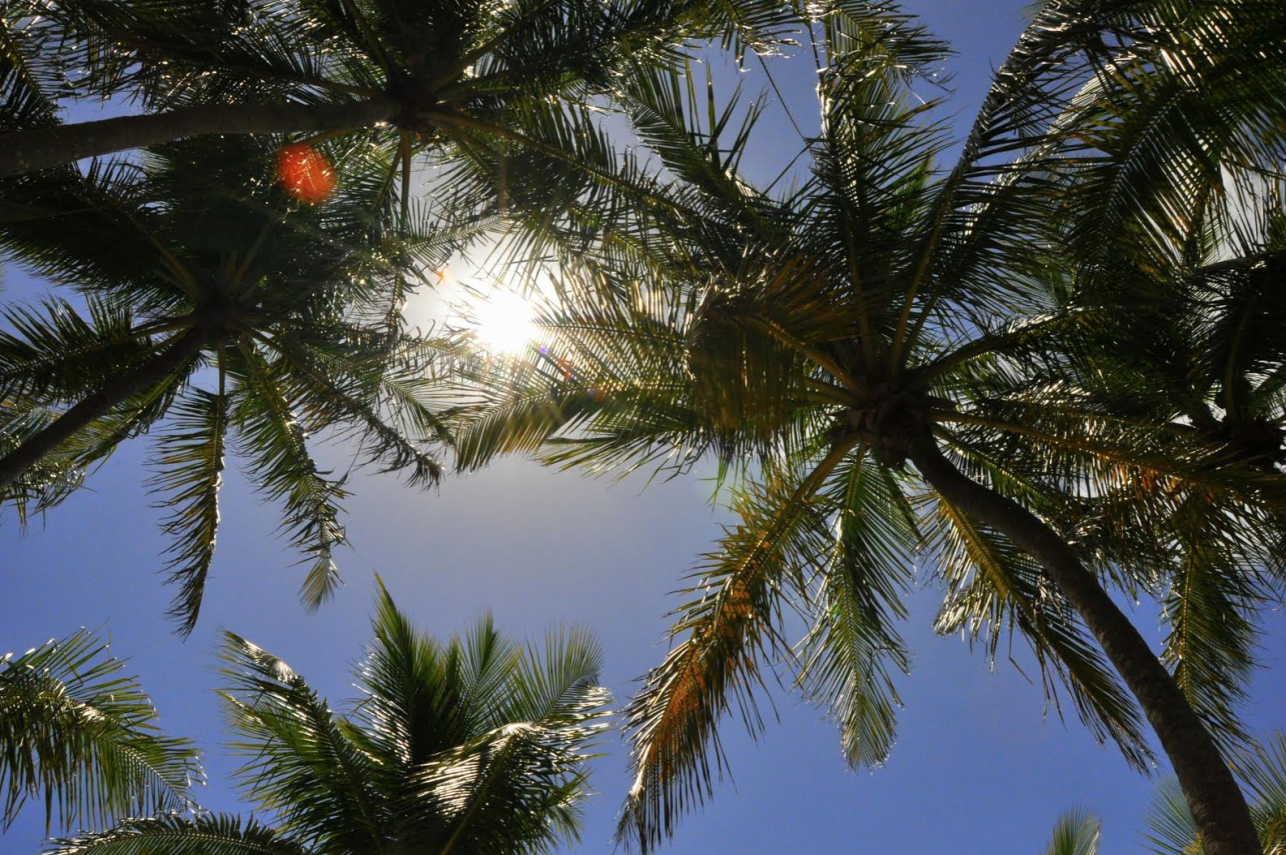 palmtreesbluelagoonbahamas