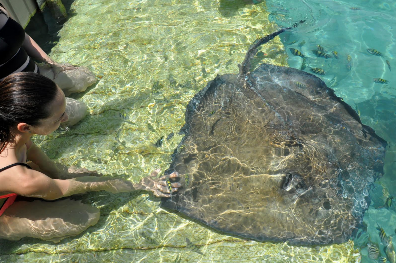 stingrayencountersbahamas