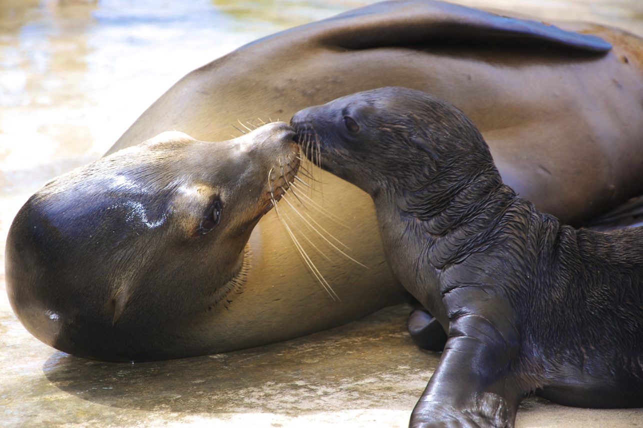 SeaLionEncountersBahamas