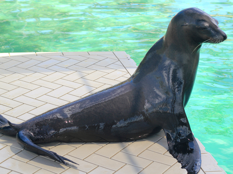 Sea Lion Challenge & FAQs - Dolphin Encounters