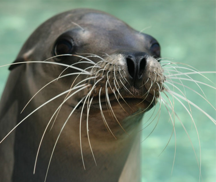 Sea Lions vs. Seals - Dolphin Encounters.