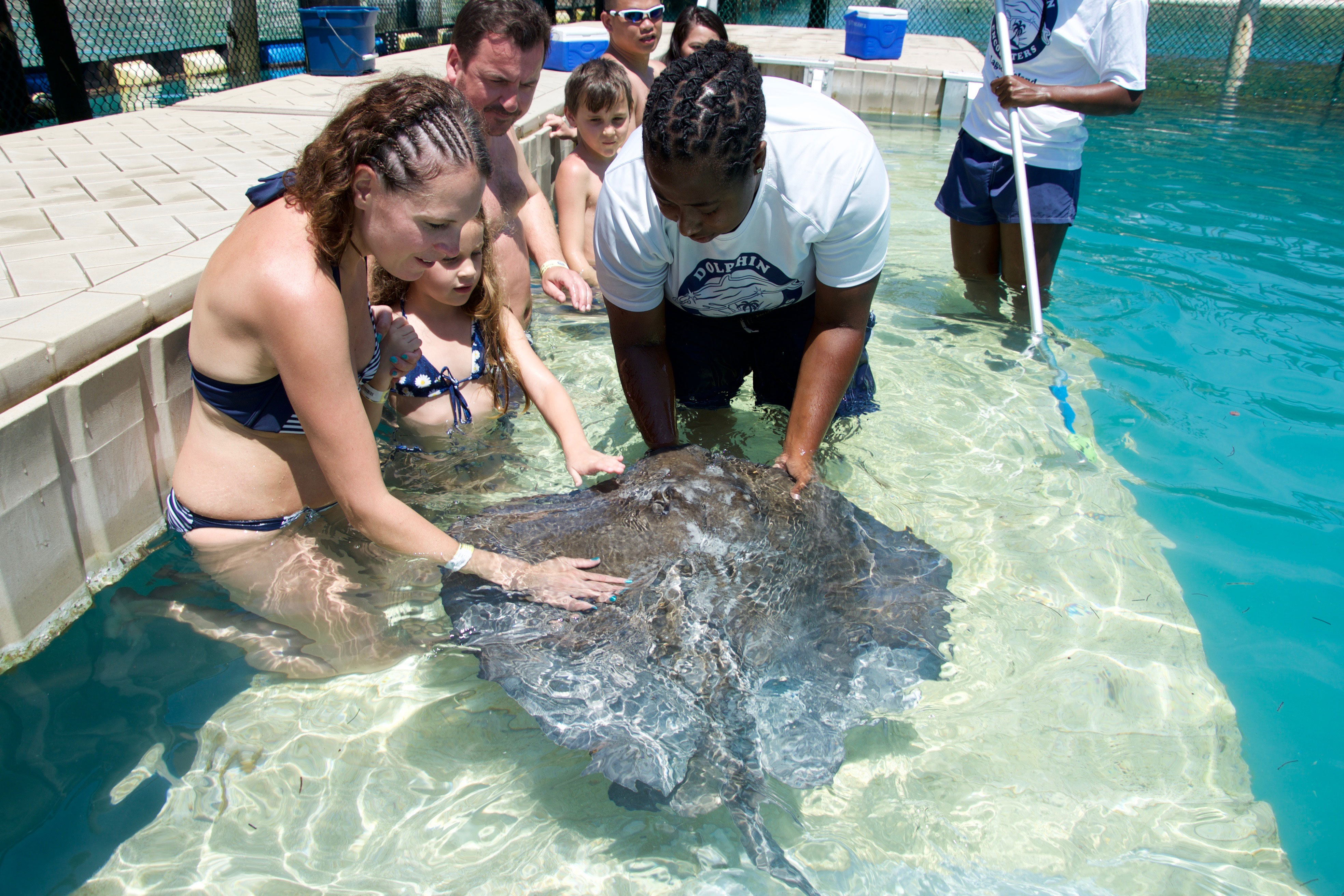 Stingray Encounter Snorkel Dolphin Encounters